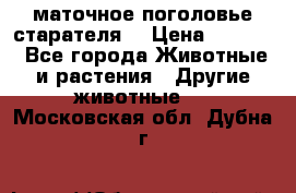 маточное поголовье старателя  › Цена ­ 2 300 - Все города Животные и растения » Другие животные   . Московская обл.,Дубна г.